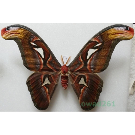 Attacus atlas Linnaeus, 1758 male ex. ovo Thailand 174mm23